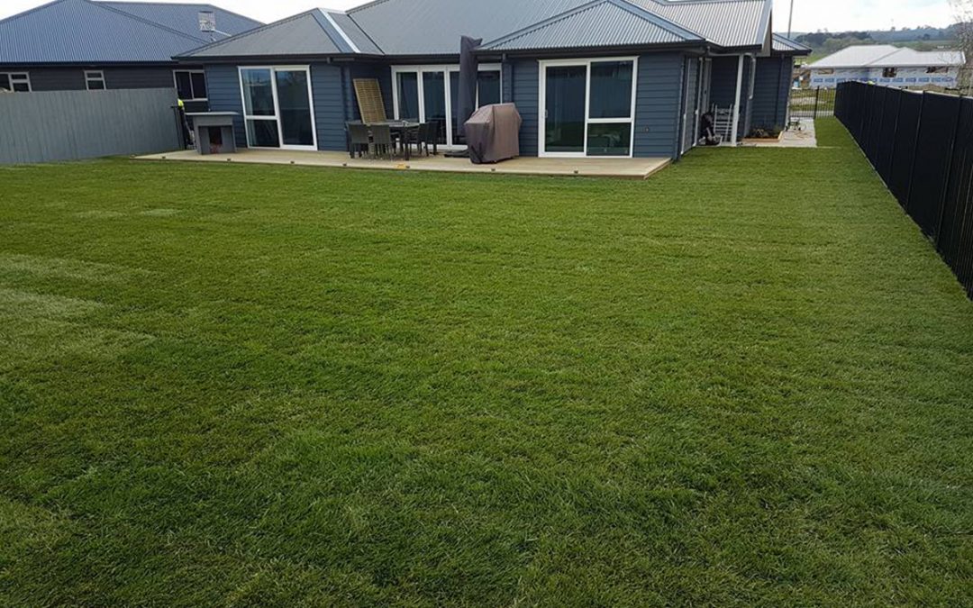 Ready Lawn Before and After